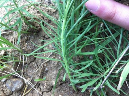 Linaria vulgaris